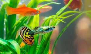 The Best Aquarium Magnet Cleaners in [year]