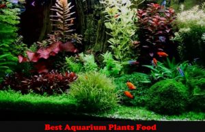 The Best Aquarium Plants Food in [year]