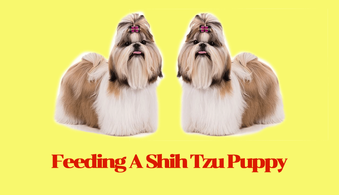 Feeding A Shih Tzu Puppy How Best To Look After Your New Puppy Pek Sem